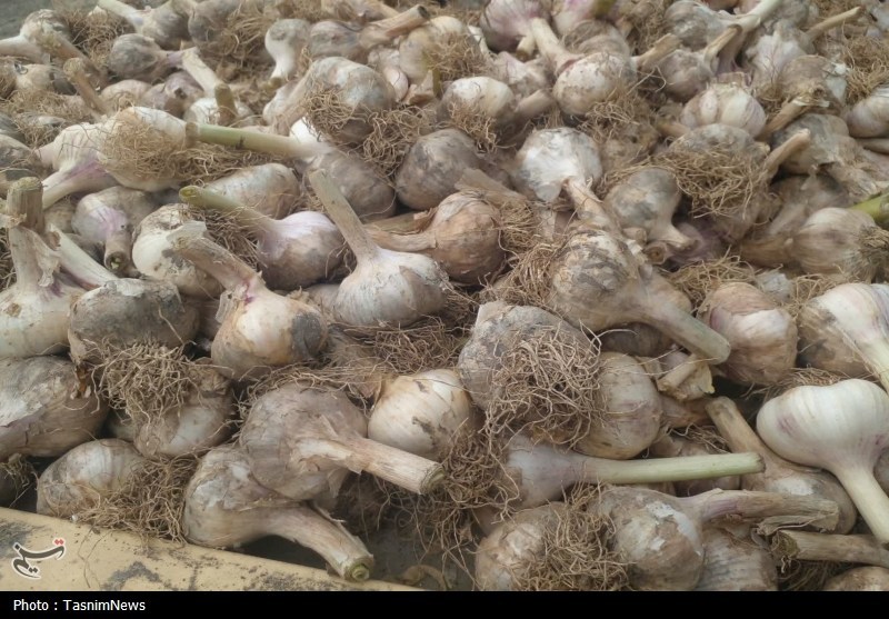 روستایی که با سیر نفس می‌کشد؛ «اَتو» و داستان یک برند موفق / اخبار مازندران - اخبار استانها