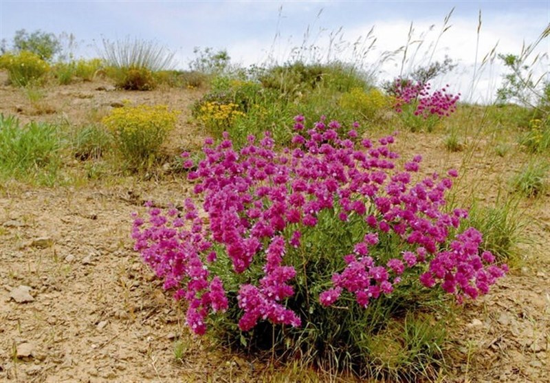 احیای 350 هکتار از مراتع سمنان؛ دامغان قطب گیاهان دارویی می‌شود / اخبار سمنان - اخبار استانها