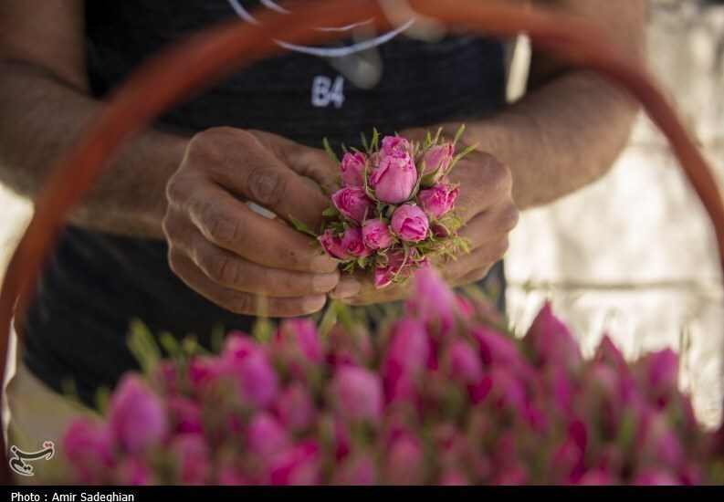 تبدیل تفتان به یکی از قطب‌های تولید گل محمدی / اخبار سیستان و بلوچستان - اخبار استانها