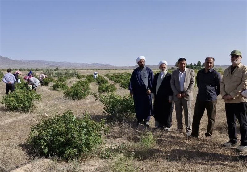 پیش‌بینی برداشت 700 تن گل‌محمدی در سربیشه / اخبار خراسان جنوبی - اخبار استانها