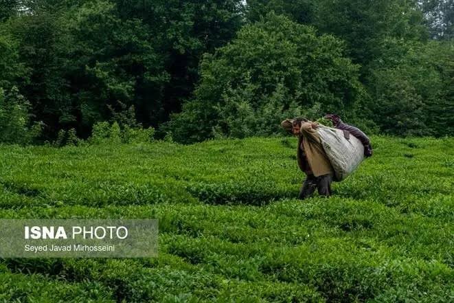 آغاز فصل برداشت دوم چای در شمال کشور/ پیش‌بینی تولید ۵۰ هزار تن برگ سبز / چای , برگ سبز چای , سازمان چای , برداشت چای , کشاورزی شمال