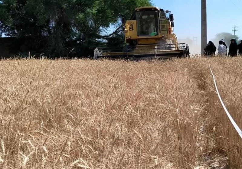 برداشت گندم در مزارع استان بوشهر به ایستگاه پایانی رسید / اخبار بوشهر - اخبار استانها