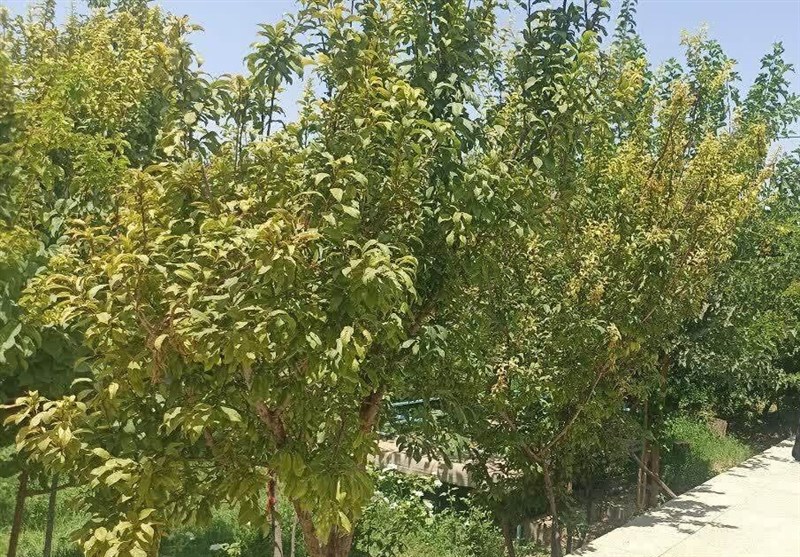 بررسی اجرای طرح نوسازی باغات در اشکذر برای افزایش بهره‌وری / اخبار یزد - اخبار استانها