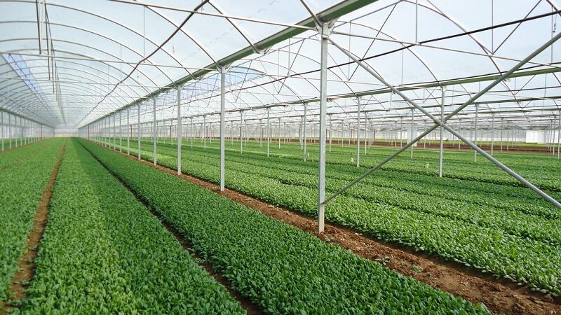 فعالیت ۲۴ هزار واحد گلخانه‌ای در کشور/ مراکز بخش خصوصی دوبرابر واحدهای دولتی است / گلخانه , مدیریت آب , مدیریت انرژی , بخش خصوصی , بخش دولتی