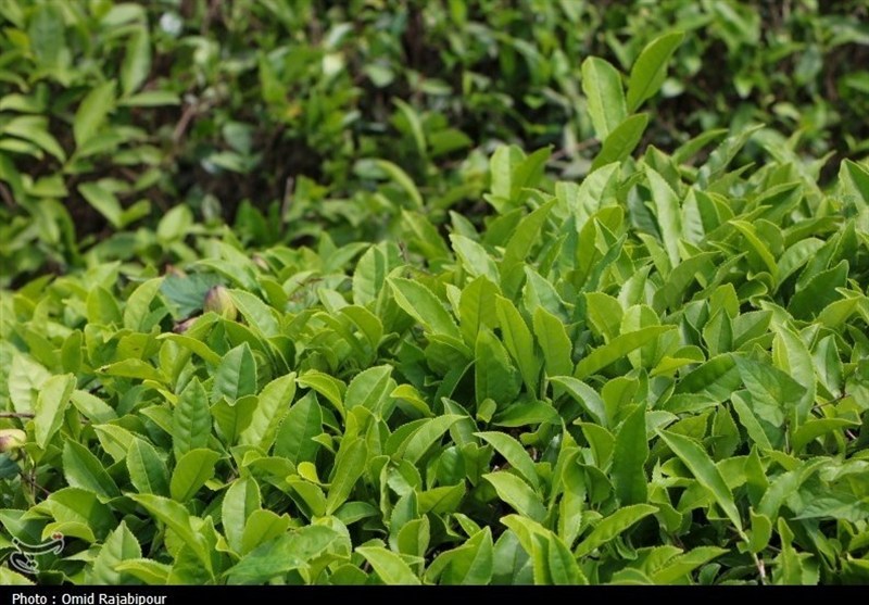 فراخوان دومین جشنواره ملی رسانه‌ای چای منتشر شد / اخبار گیلان - اخبار استانها