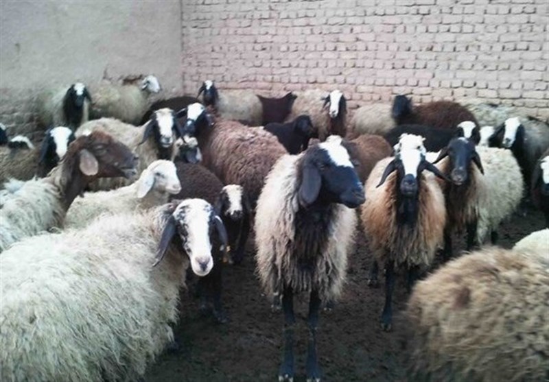پایش دامداری‌های فهرج و دربید برای پیشگیری از طاعون نشخوارکنندگان / اخبار یزد - اخبار استانها