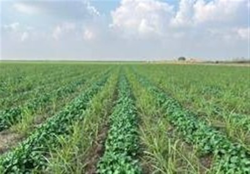 طرح تولید بذر هیبرید سیب‌زمینی در اردبیل افتتاح شد / اخبار اردبیل - اخبار استانها