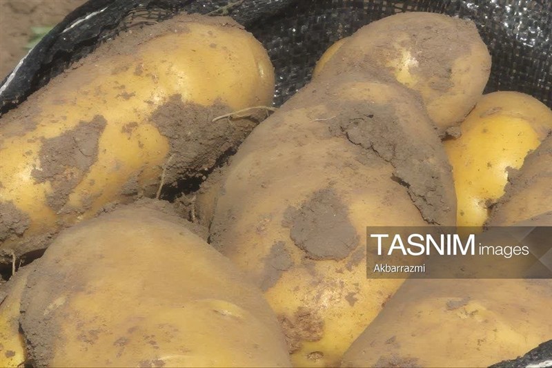 کشاورزی لرستان در حال تغییر تقویم؛ سیب‌زمینی زمستانه در الشتر / اخبار لرستان - اخبار استانها