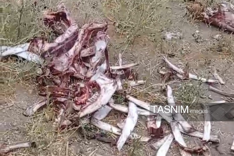 کشتار مخفی اسب در زنجان/ لاشه‌ها‌ در چاه دفن شده بودند / اخبار زنجان - اخبار استانها