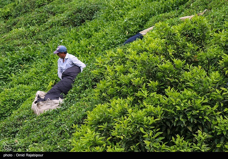 احیای باغ‌های چای تا افزایش درآمد 10 هزار و 500 بهره‌بردار لاهیجانی / اخبار گیلان - اخبار استانها