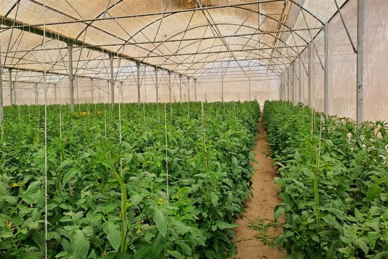 رتبه نخست آذربایجان‌شرقی در توسعه گلخانه‌های های‌تک کشور / اخبار آذربایجان شرقی - اخبار استانها