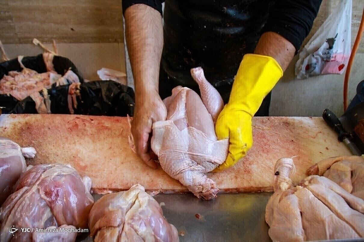 هشدار دبیر فدراسیون طیور: مازاد تولید مرغ، تولیدکنندگان را به سمت زیان سوق می‌دهد / فدراسیون طیور , تولید مرغ , صادرات مرغ , زیان مرغداران , تنظیم بازار