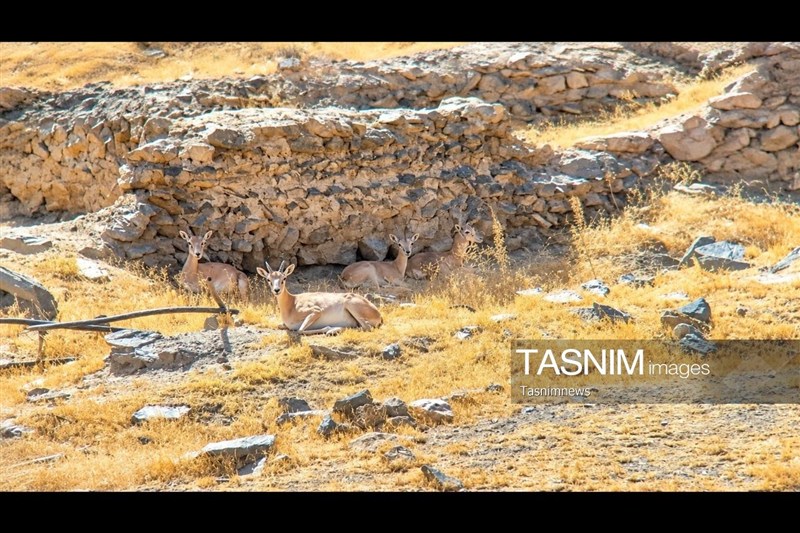 ثبت تصویر «میش ارمنی» در پناهگاه حیاتوحش انگوران / اخبار زنجان - اخبار استانها